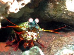 Mantis Shrimp taken at Bali, Indonesia by Dennis Siau 